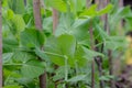 Growing peas plant summer season fresh green plant