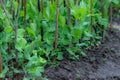 Growing peas plant summer season fresh green plant