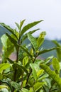 Growing pekoe tea Royalty Free Stock Photo