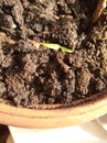 Growing pepper plant in brown earth Royalty Free Stock Photo