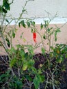 Growing Pepper Plant Royalty Free Stock Photo
