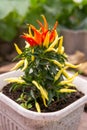 Growing pepper in a pot in the yard of a country house. Gardening and country life.