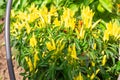 Growing pepper in a pot in the yard of a country house. Gardening and country life.