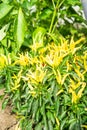 Growing pepper in a pot in the yard of a country house. Gardening and country life.