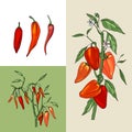 Growing peppers, different sorts. Fresh red vegetables Royalty Free Stock Photo