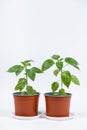 Growing peppers from seeds. Step 9 - first flowers, blossoms Royalty Free Stock Photo