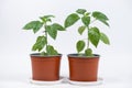 Growing peppers from seeds. Step 9 - first flowers, blossoms Royalty Free Stock Photo