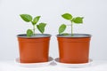 Growing peppers from seeds. Step 8 - the plant grows in a pot. Royalty Free Stock Photo