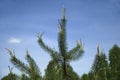 Growing pine branches cluster Royalty Free Stock Photo