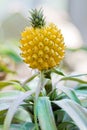 Growing pineapple Royalty Free Stock Photo