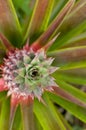 Growing Pineapple Royalty Free Stock Photo