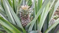 The growing pineapple fruit in the garden plant