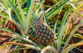 Growing pineapple in Hawaii. Royalty Free Stock Photo