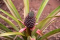 Growing pineapple plant with fresh green and pink leaves Royalty Free Stock Photo