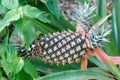 Growing pineapple on the plant. Royalty Free Stock Photo