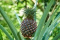 Growing pineapple on the plant, tropical fruit from the Mekong Delta, Vietnam. Nice blurred bokeh.