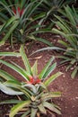Growing Pineapple Plants, Azores