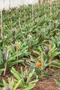 Growing Pineapple Plants, Azores, Portugal