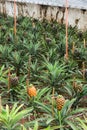 Growing Pineapple Plants, Azores, Portugal