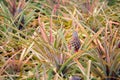 Growing pineapple plants with ripe fruit on a farm Royalty Free Stock Photo