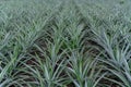 A growing pineapple tree in farm, Agricultural Industry Concept Royalty Free Stock Photo