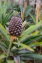 Growing pineapples in a greenhouse on the island of San Miguel, Ponta Delgada, Portugal. Pineapple is a symbol of the Azores