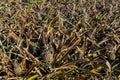 Growing pineapples on plantation field, macro close up