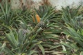 Growing pineapples on a plantation in a greenhouse on the island Sao miguel, Azores
