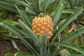 Growing pineapples on a plantation in a greenhouse on the island Sao miguel, Azores