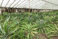 Growing pineapples on a plantation in a greenhouse on the island Sao miguel, Azores