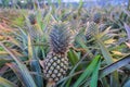 Growing pineapples on plantations