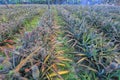 Growing pineapples on plantations