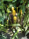 Growing pineapples on stalks