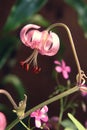 Growing pink Lilium tigrinum close up