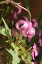 Growing pink Lilium tigrinum close up Royalty Free Stock Photo