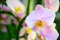 Growing pink orchid flowers in a greenhouse for sale in a store Royalty Free Stock Photo