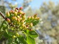 Growing pistachios on the branch of pistachio tree.