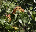 Growing pistachios on the branches of pistachio tree. Royalty Free Stock Photo