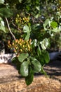 Growing pistachios on the branches of pistachio tree. Royalty Free Stock Photo