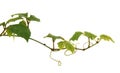 Growing plant Royalty Free Stock Photo
