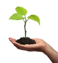 Growing Plant Royalty Free Stock Photo