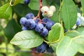 Bog whortleberry Vaccinium uliginosum