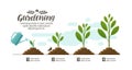 Growing plant. gardening, horticulture infographic. Agriculture, farming development, nature, sprout concept. Vector Royalty Free Stock Photo