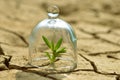 Growing plant in a glass on dry cracked earth. Royalty Free Stock Photo