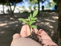 Growing a plant, handing and nurturing tree growing on fertile soil.