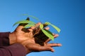 Growing plant in hands Royalty Free Stock Photo