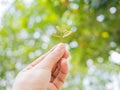 Growing a plant. Hands holding and nurturing tree Royalty Free Stock Photo