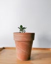 Growing a plant at home. Green sprout in a ceramic pot on the wooden table. Royalty Free Stock Photo