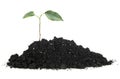 Growing plant in pile of soil isolated on white background. Young plant tree Royalty Free Stock Photo