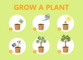 Growing a plant in the pot guide.